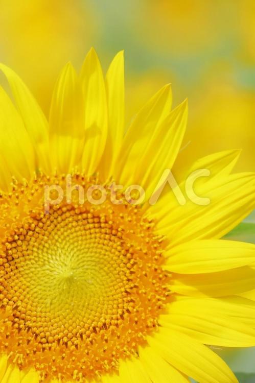 ひまわりの花のアップで夏イメージ 縦 ひまわり,夏,花の写真素材