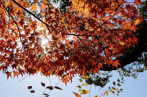 もみじと日差し もみじ,モミジ,秋の写真素材