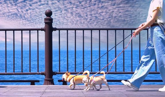 犬の散歩(うろこ雲)真横 犬の散歩(うろこ雲)真横 犬,散歩,人の写真素材