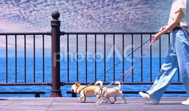 犬の散歩（うろこ雲）真横 犬,散歩,人の写真素材