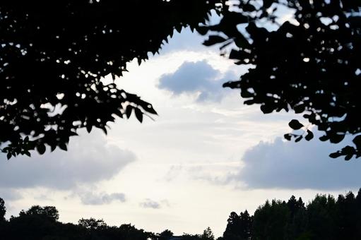 シルエットの木々から見える夕暮れの空 シルエットの木々から見える夕暮れの空 空,雲,夕暮れの写真素材