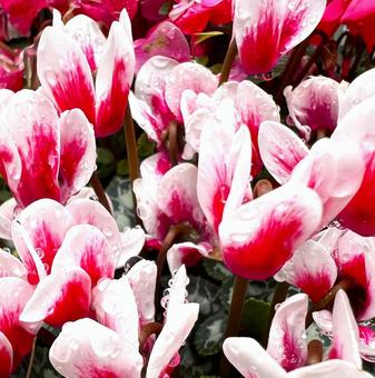 白と赤のシクラメン シクラメン,花,アップの写真素材