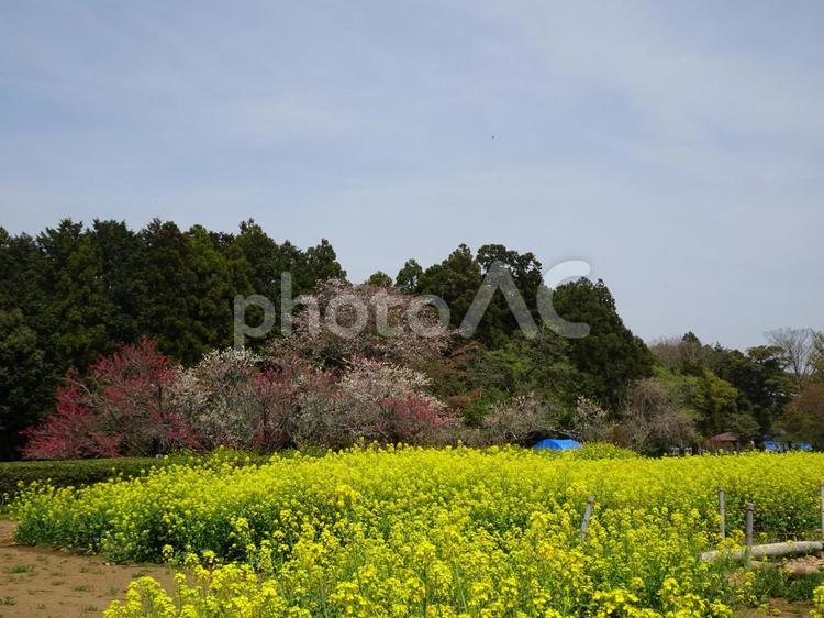 印西の桜-19 千葉県印西市吉高,桜,花びらの写真素材