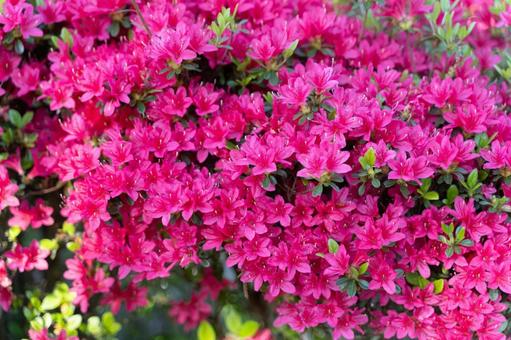 春の陽射しに咲く鮮やかなツツジ⑤ ツツジ,ピンク,春の写真素材