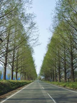 滋賀県メタセコイア並木 メタセコイア,メタセコイア並木,滋賀県の写真素材