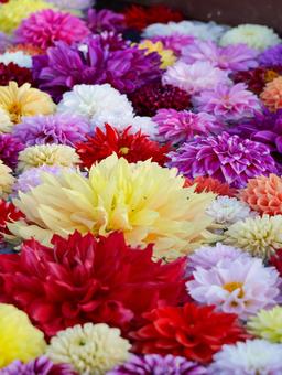 花手水 花手水の写真