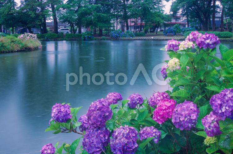栃木県那須塩原市　烏ケ森公園の紫陽花 栃木県,那須塩原市,紫陽花の写真素材