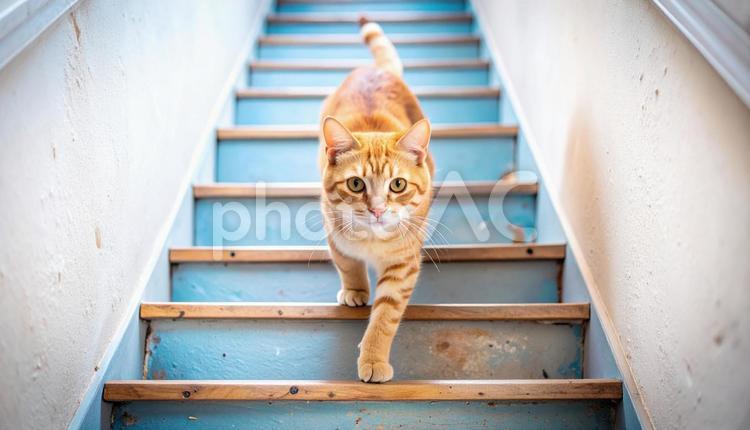 階段を下りる猫 猫,トラ猫,目の写真素材