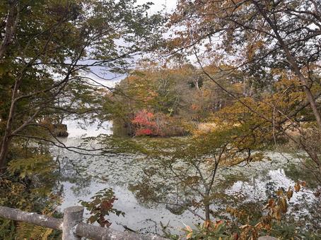 秋の大沼１ 紅葉,もみじ,大沼の写真素材