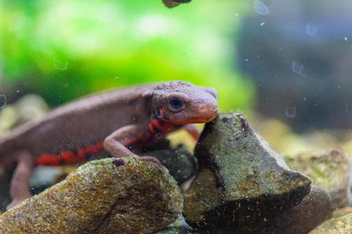 アカハライモリのアップ アカハライモリのアップ 動物,両生類,ペットの写真素材