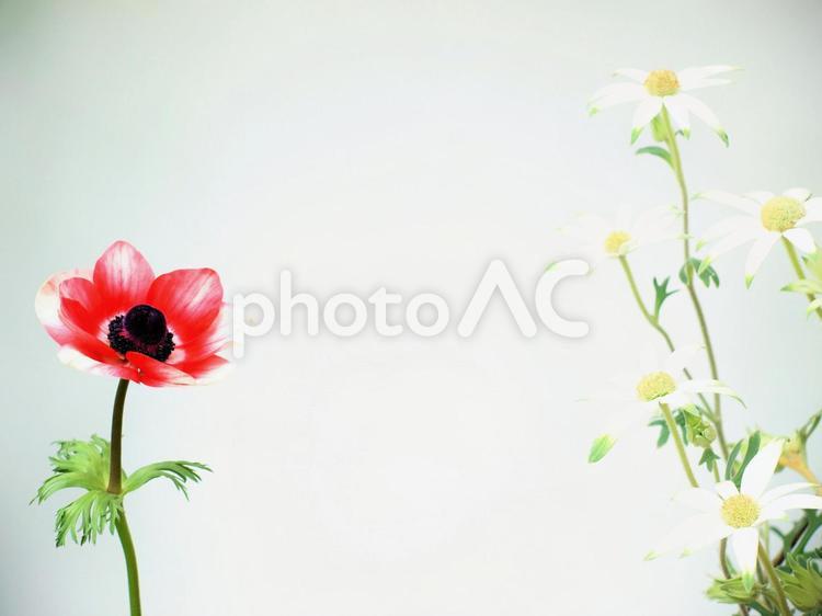 アネモネとフランネルフラワー、春の花、白背景 アネモネ,春,フランネルフラワーの写真素材