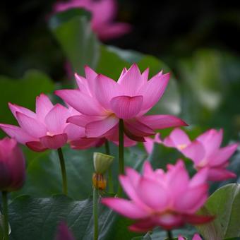 Oga lotus 7, JPG
