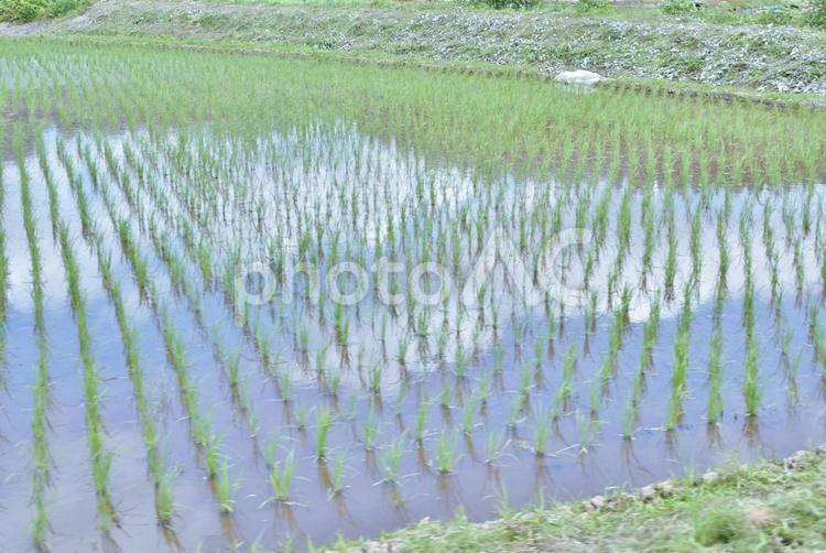 田植え後の水田に映る雲と青空 水田,田圃,稲の写真素材