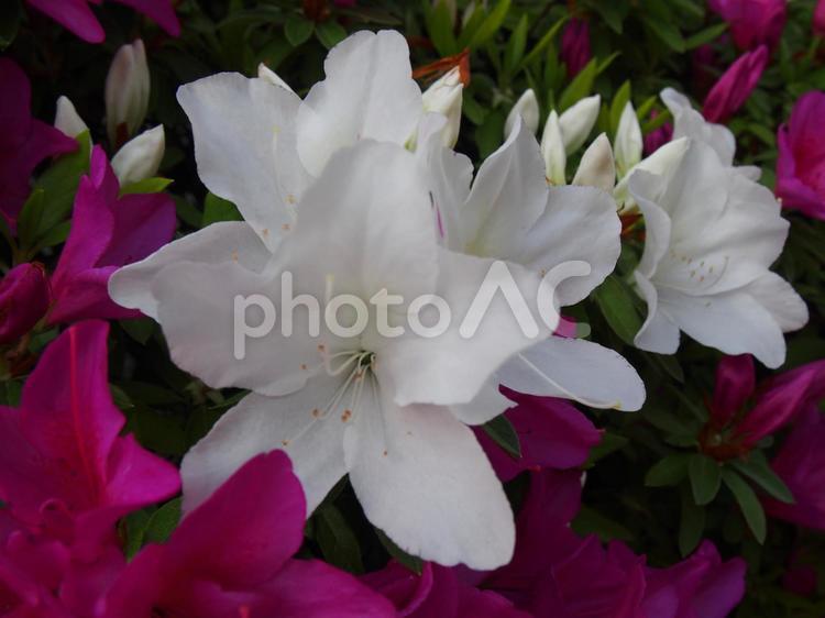 白とピンクのツツジ ツツジ,つつじ,花の写真素材