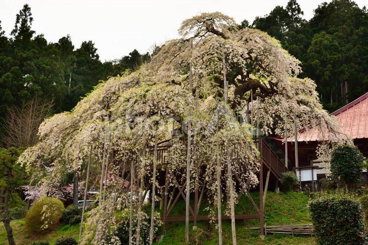 慈徳寺　種まき桜 枝垂桜,シダレザクラ,桜の写真素材