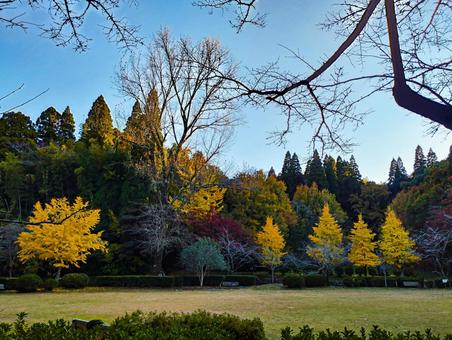 第2広場の紅葉 紅葉,銀杏,茂原公園の写真素材