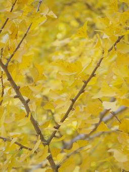 満開のいちょう 秋 日本 自然 風景 イチョウ,銀杏,秋の写真素材