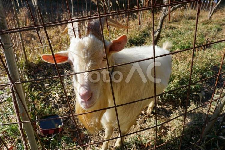 角のあるヤギと柵越しの目線 ヤギ,家畜,動物の写真素材