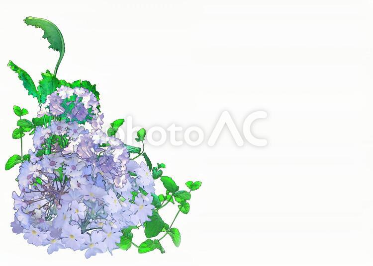 プリムラとミント枠 プリムラ,背景,フレームの写真素材