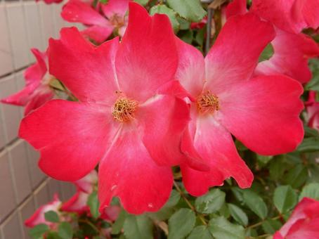 【薔薇の写真】バラの花 【薔薇の写真】バラの花の写真