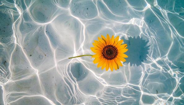 透明できれいな海を漂う一輪のひまわりの花 透明できれいな海を漂う一輪のひまわりの花の写真