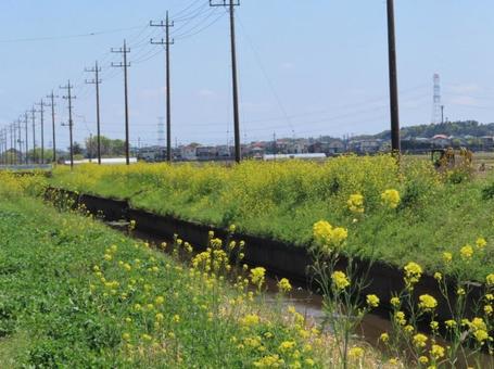 からし菜の咲く風景 からし菜の咲く風景の写真