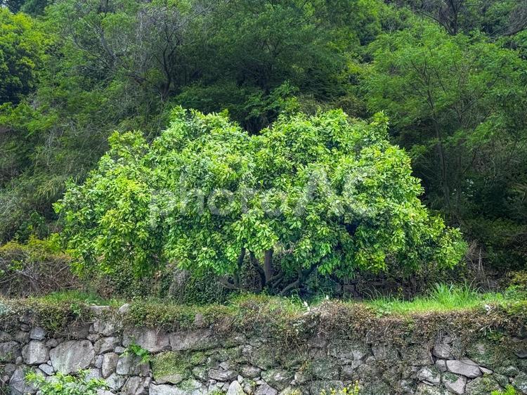 石垣の上の大きすぎる晩白柚の木 晩白柚,晩白柚の木,ばんぺいゆの写真素材