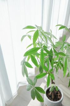 窓辺のパキラ 観葉植物,グリーン,植物の写真素材