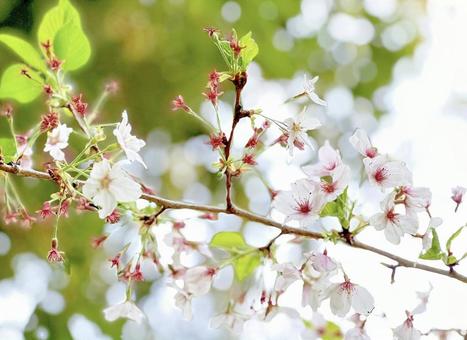 桜 桜の写真