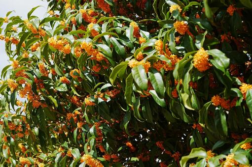 金木犀 金木犀,キンモクセイ,香りの写真素材