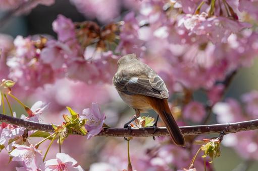 桜に囲まれたジョウビタキの雌 桜に囲まれたジョウビタキの雌の写真