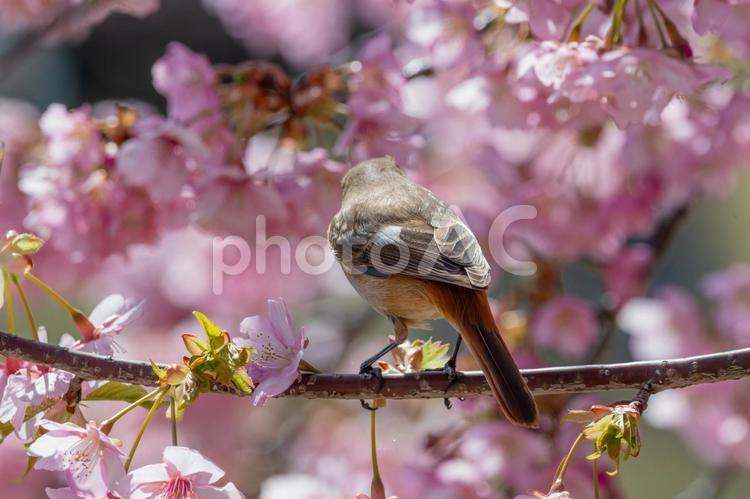 桜に囲まれたジョウビタキの雌 ジョウビタキ,鳥,野鳥の写真素材