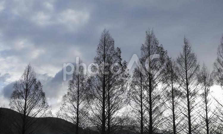 冬空と木 自然,空,雲の写真素材