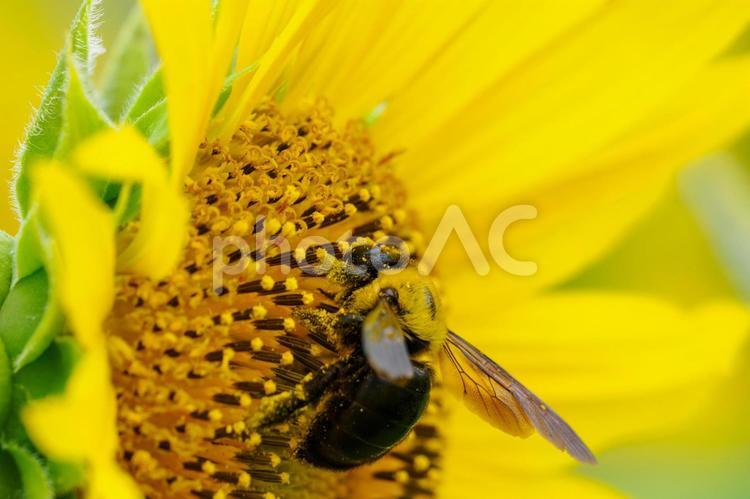 クマバチとヒマワリ(21) 蜂,クマバチ,クマンバチの写真素材