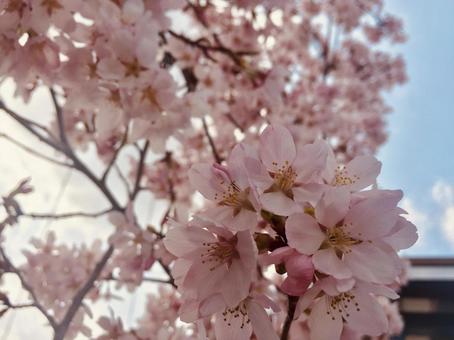 桜 桜の写真