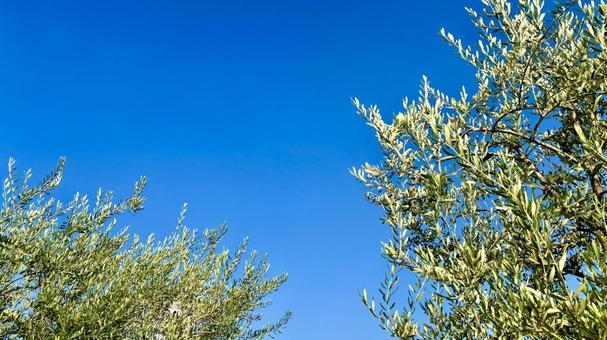 青空と木、コピースペース 緑,グリーン,木の写真素材