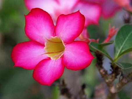 アデニウム・オベスム アデニウム,オベスム,adeniumの写真素材