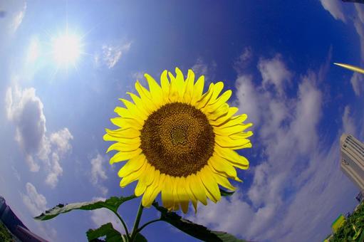 太陽が二つ 太陽,向日葵,そらの写真素材