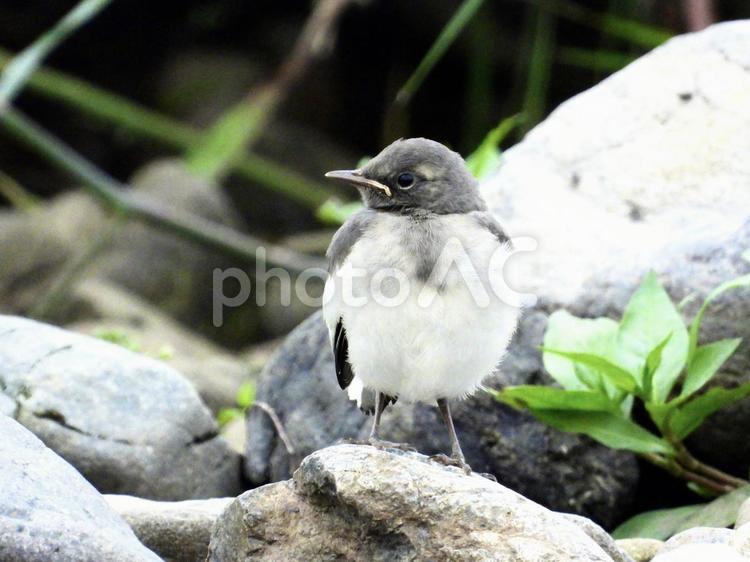 石の上に立つセグロセキレイの幼鳥 鳥,野鳥,セグロセキレイの写真素材