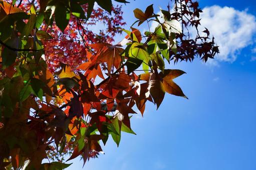 赤く染まった紅葉 赤く染まった紅葉の写真