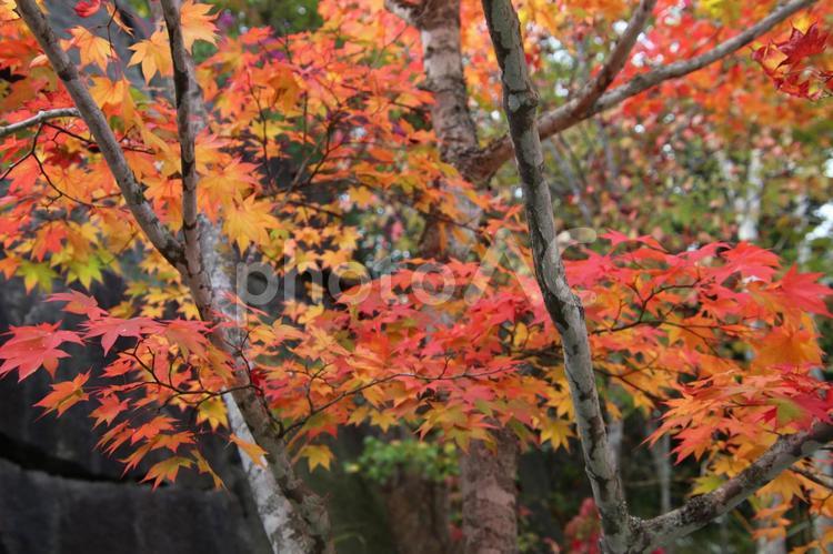 色が変化しつつあるモミジの景色 テクスチャ,景観,紅葉の写真素材