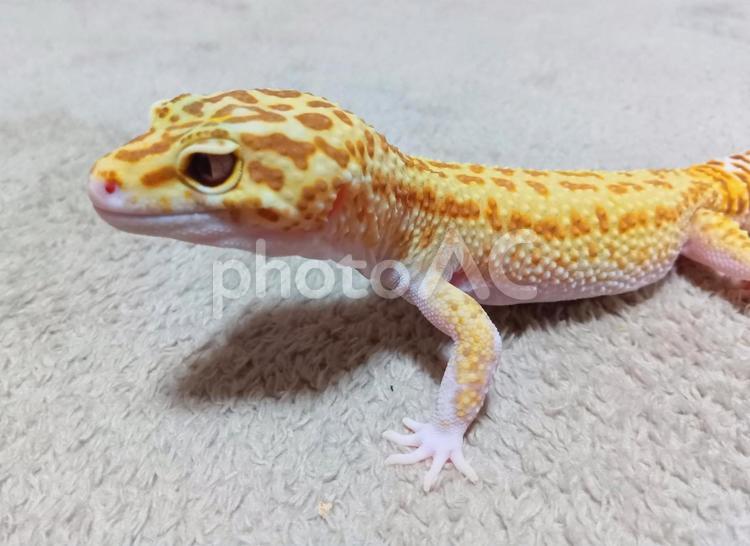 レオパードゲッコー 爬虫類,レオパードゲッコー,レオパの写真素材