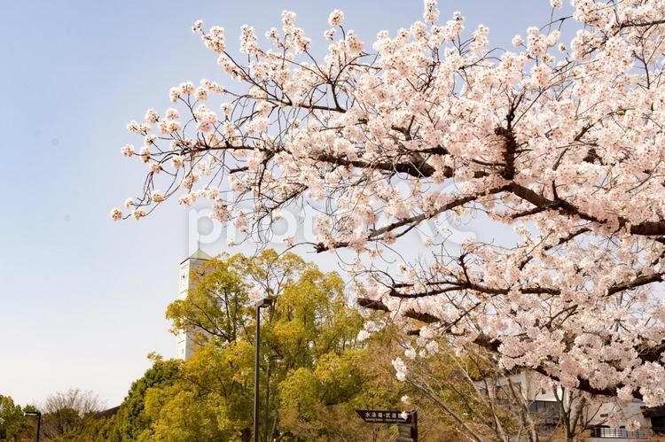 小瀬スポーツ公園　桜 小瀬スポーツ公園,公園,桜の写真素材