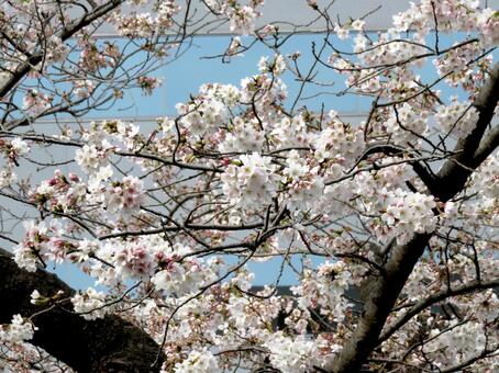 3月下旬、九分咲きの街中の桜並木 サクラ,花,植物の写真素材