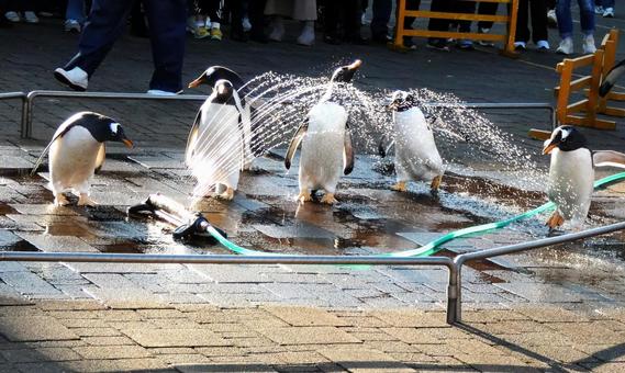 ペンギのお散歩 ペンギン,キングペンギン,歩くの写真素材