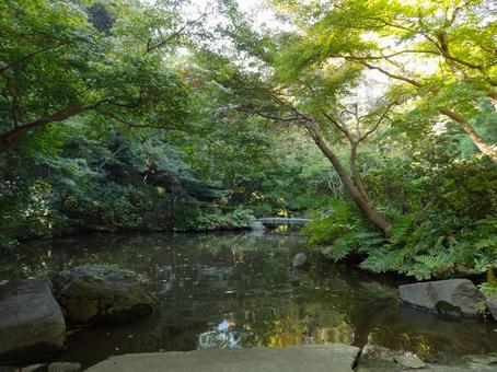 池田山公園の池 池田山公園の池 池田山公園,池,木漏れ日の写真素材
