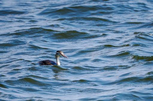 カンムリカイツブリの若鳥⑷ カンムリカイツブリの若鳥⑷の写真