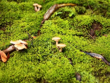 苔ときのこ 苔ときのこの写真