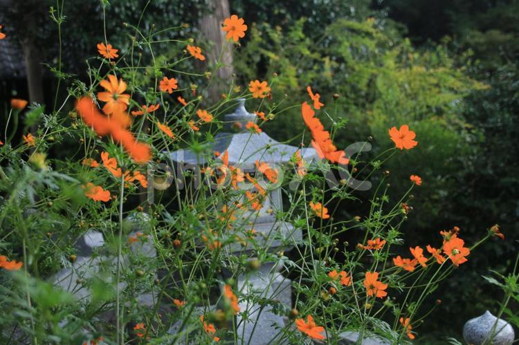 キバナコスモスと石灯籠 キバナコスモス,石灯籠,秩父の写真素材