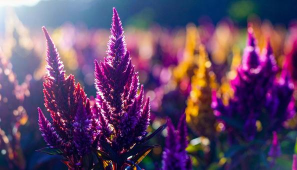 秋の花 ケイトウ 9月 10月 秋の花 ケイトウ 9月 10月の写真
